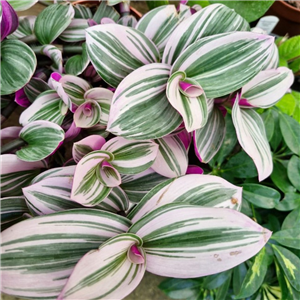 Tradescantia  'Nanouk' (Spiderwort)